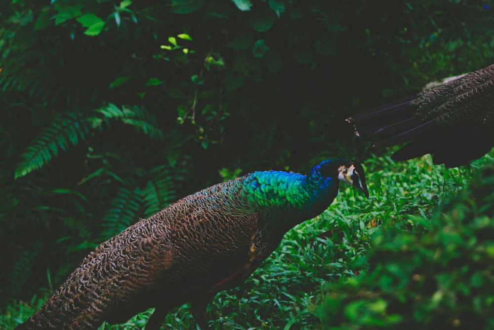 blue peacock in green grass field