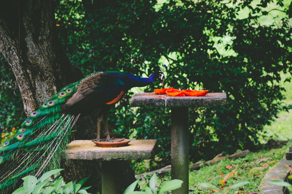 blue peacock on brown wooden bench