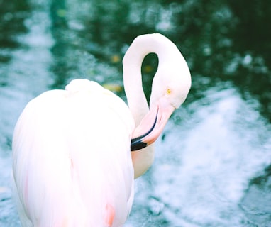 white swan on water during daytime