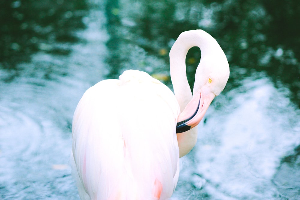 white swan on water during daytime