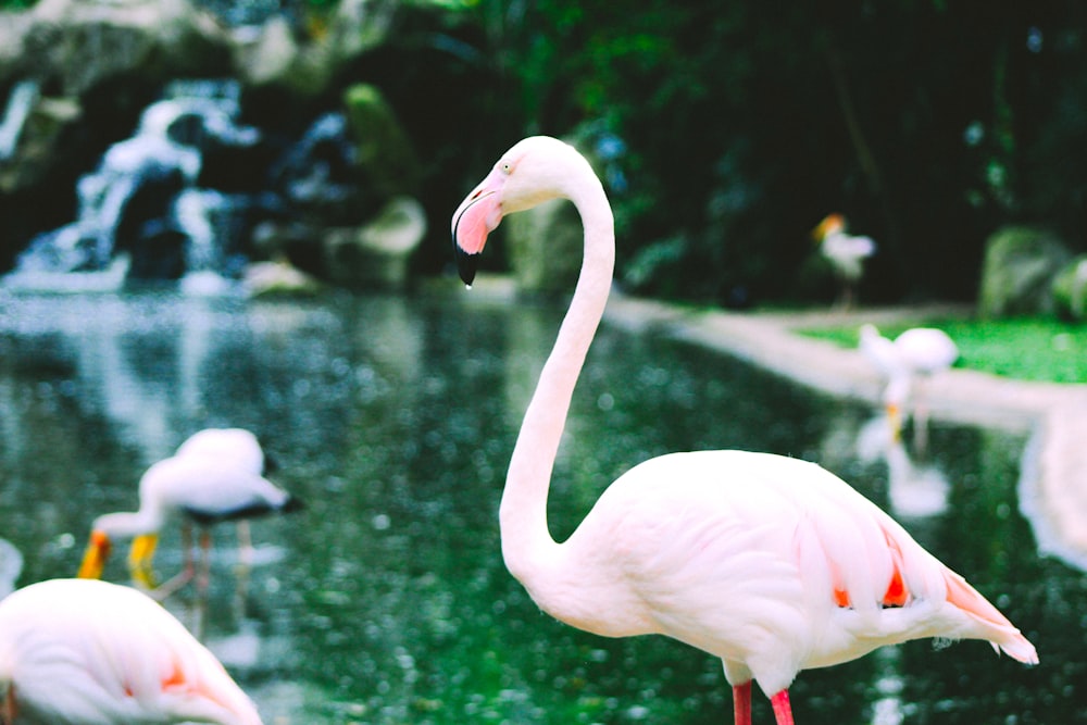 white swan on water during daytime