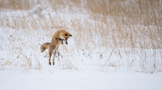 the fox is hunting on snow covered ground
