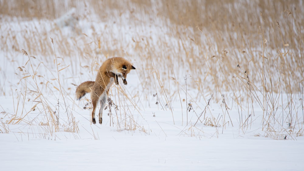 brown short coated dog on snow covered ground during daytime