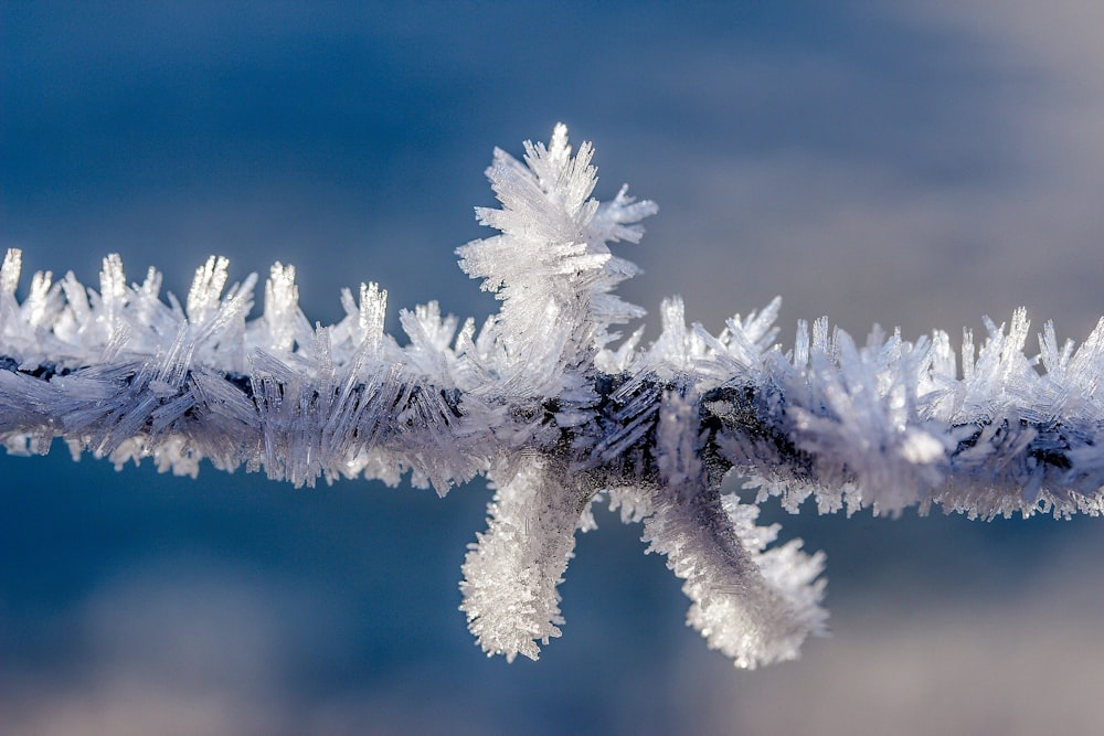 white snow on tree branch