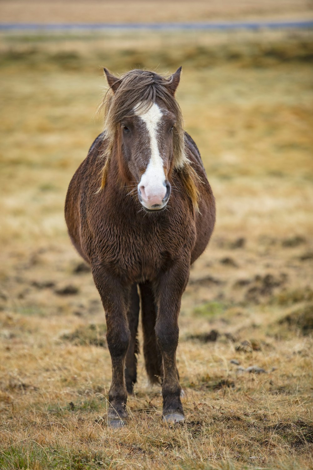 black and white horse on brown field during daytime