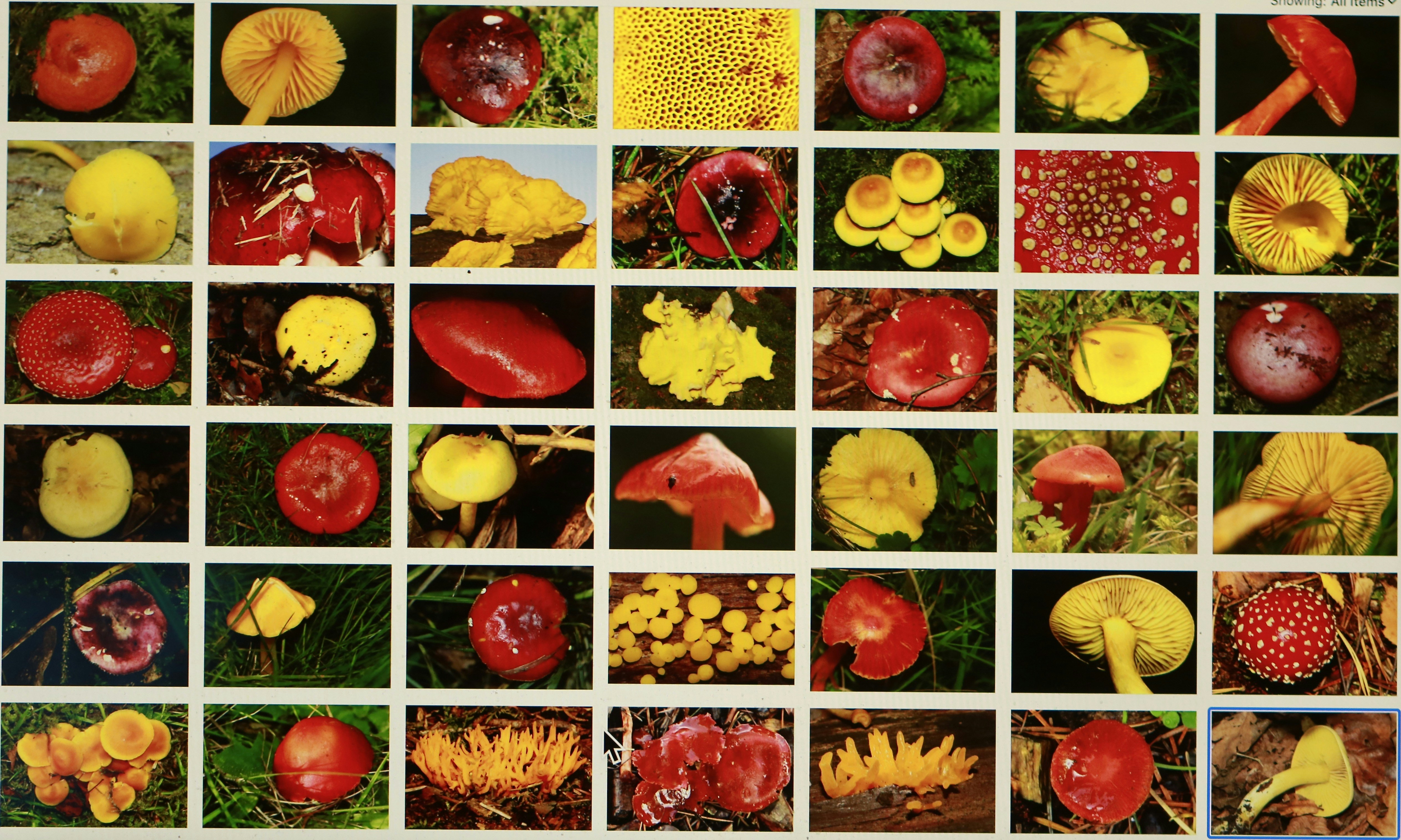 Mycologist Book