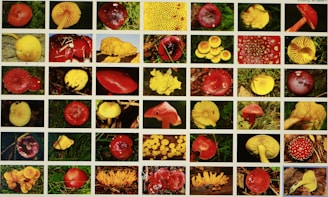 A grid of various colorful mushrooms displayed against a background of grass and forest floor. The mushrooms range in shades from bright red to yellow and exhibit different shapes and sizes, highlighting the diversity of fungi.