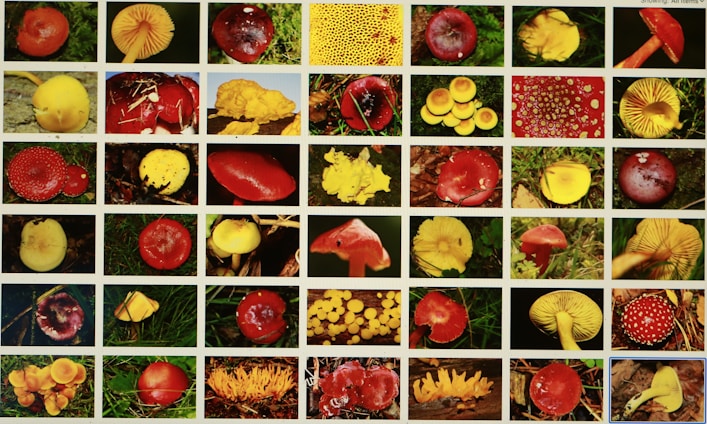 A grid of various colorful mushrooms displayed against a background of grass and forest floor. The mushrooms range in shades from bright red to yellow and exhibit different shapes and sizes, highlighting the diversity of fungi.