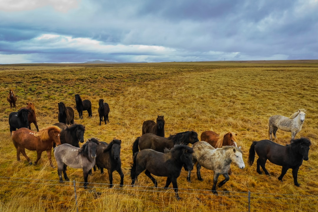 herd of sheep on green grass field during daytime