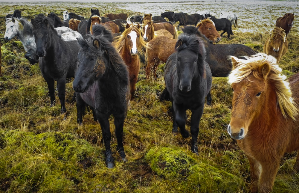 horses on green grass field during daytime