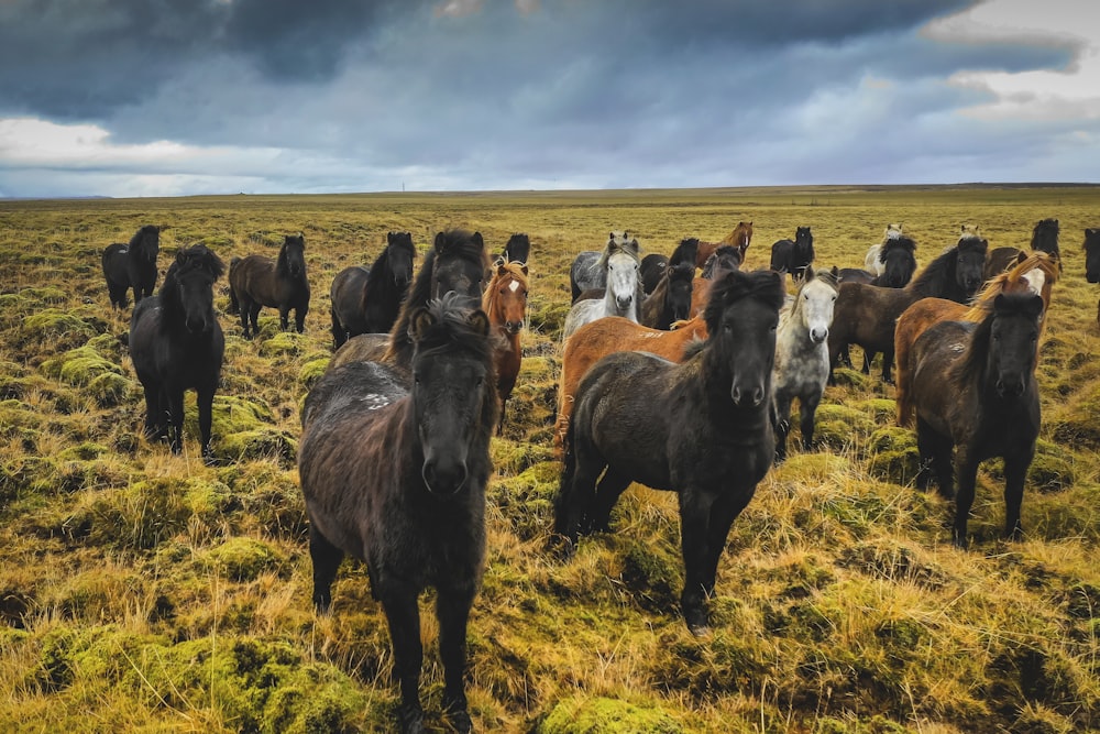 horses on green grass field during daytime