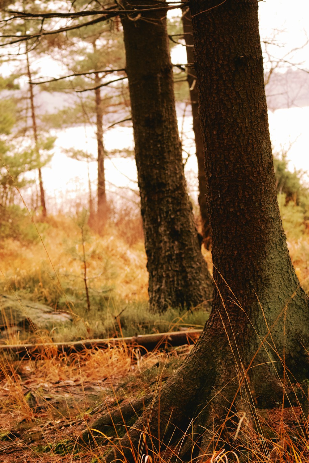 brown tree trunk during daytime