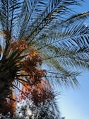 green palm tree under blue sky during daytime