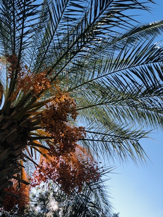 green palm tree under blue sky during daytime