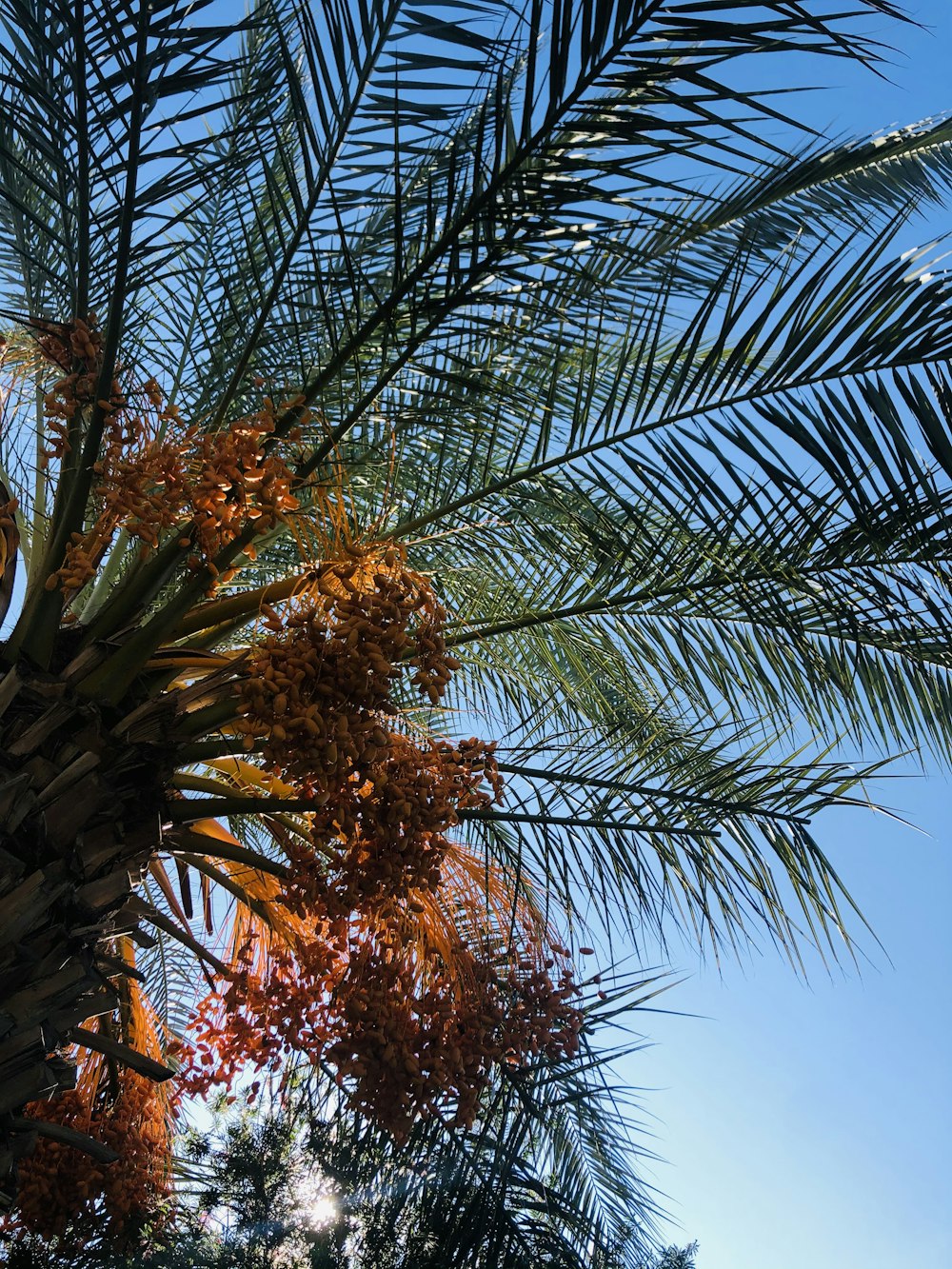 green palm tree under blue sky during daytime