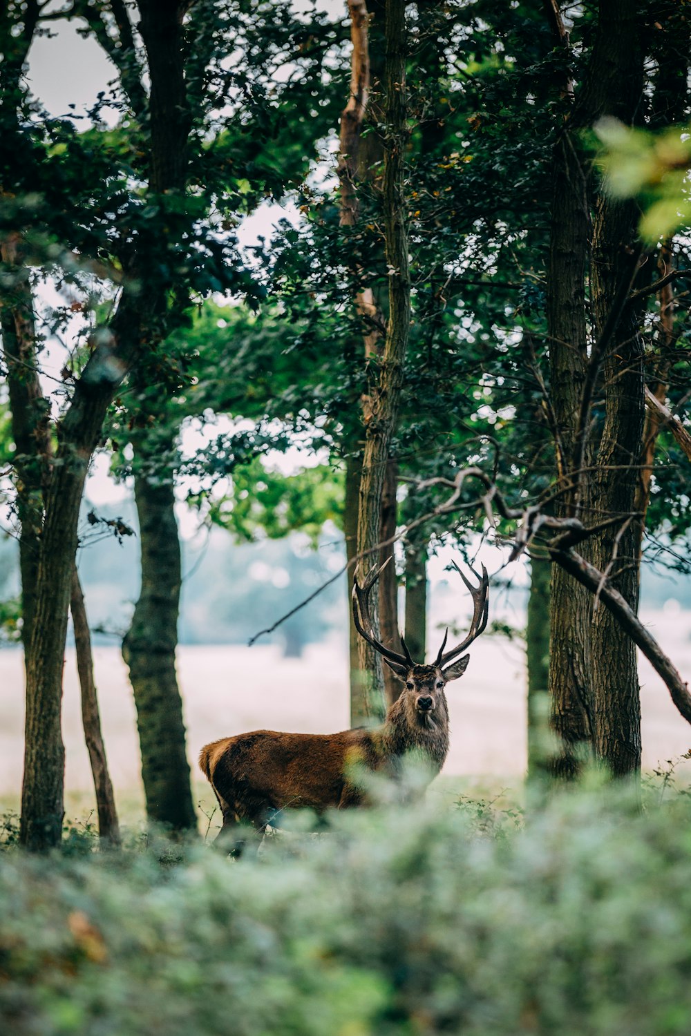 brown deer on forest during daytime