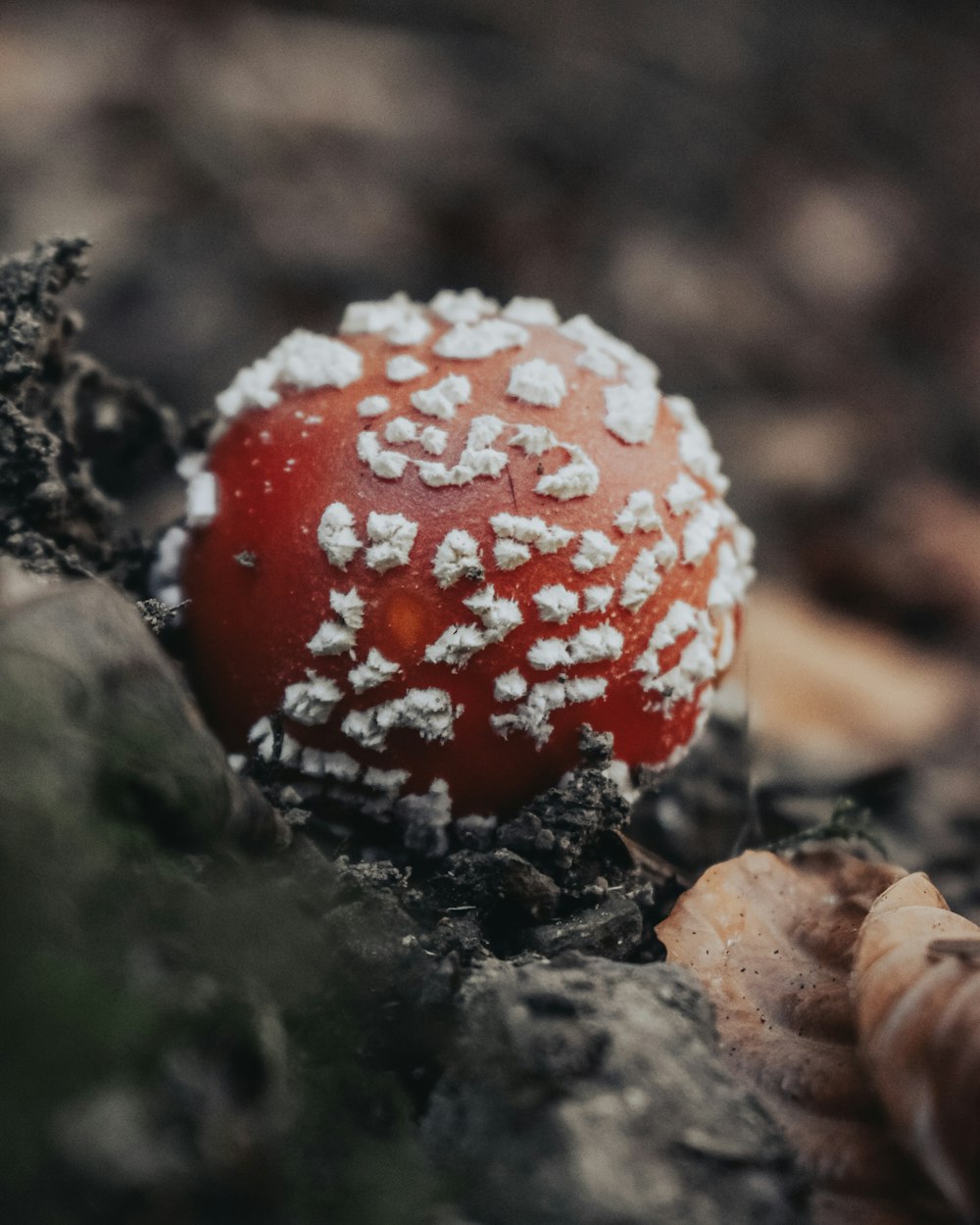 red and white mushroom in close up photography
