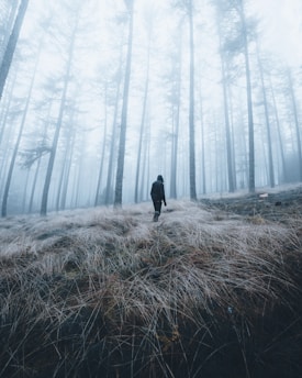 A lone traveler walking through a misty forest path at dawn.
