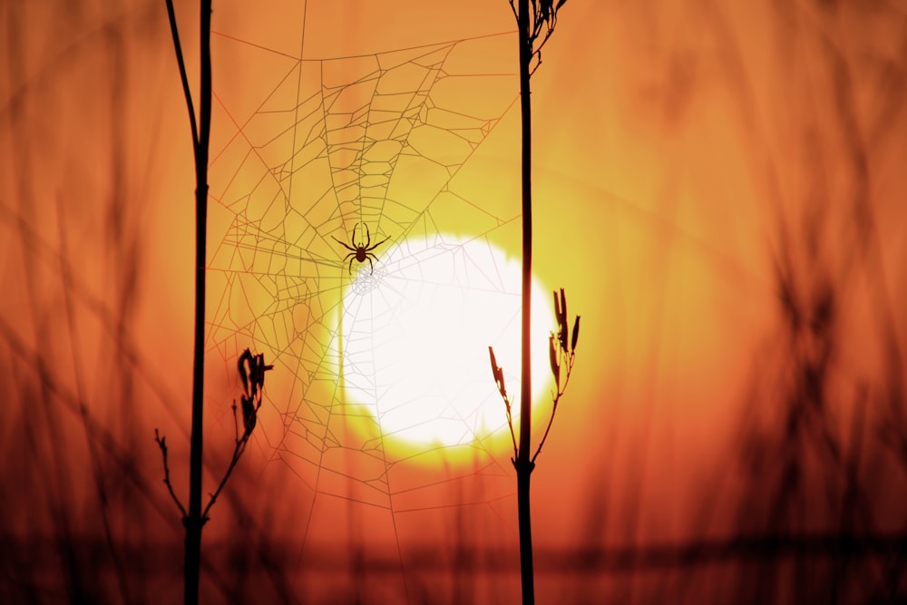 spider web on brown grass during sunset