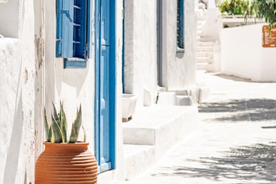 brown wooden door near green plant during daytime highkey google meet background