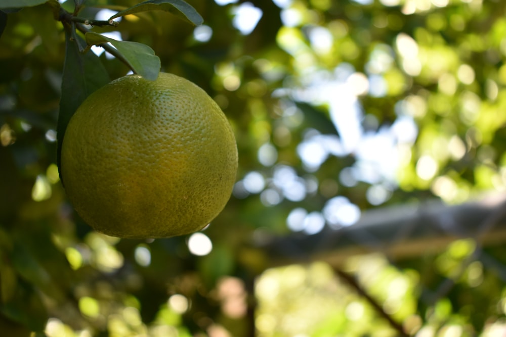 an orange hanging from a tree with leaves