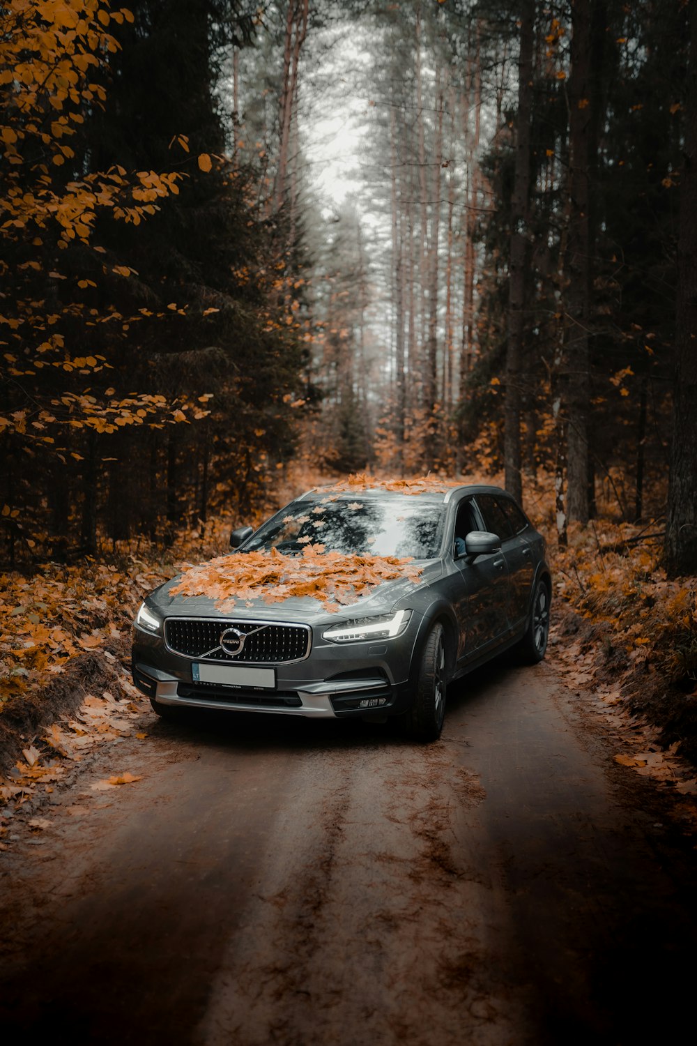 black audi a 4 on forest