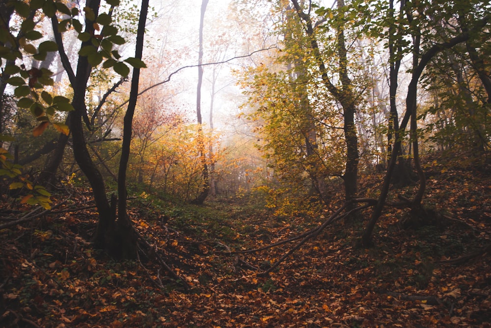 brown trees with brown leaves on ground