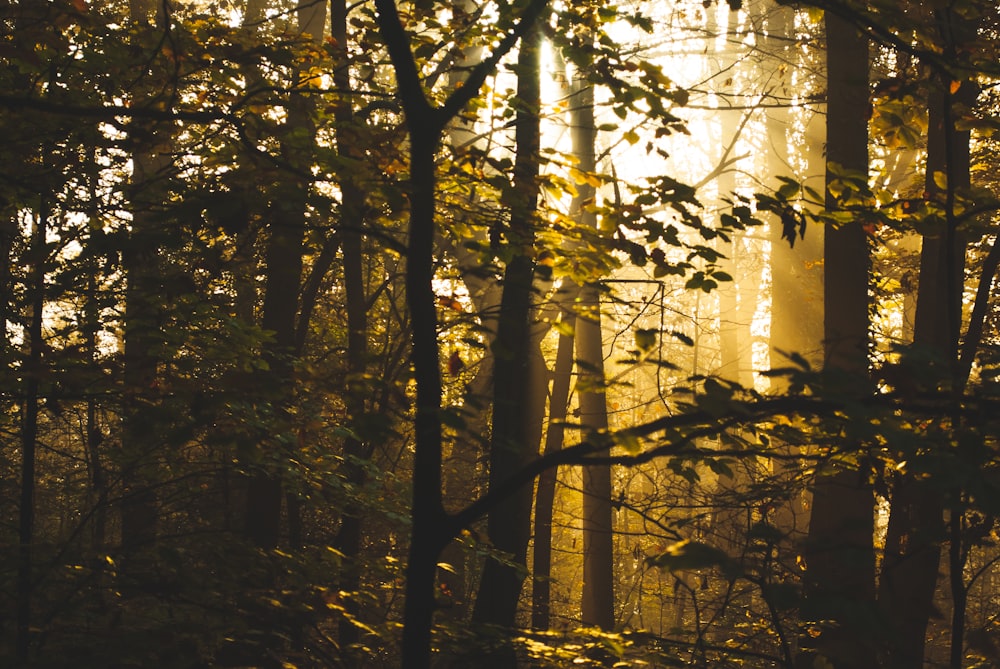 brown trees with green leaves