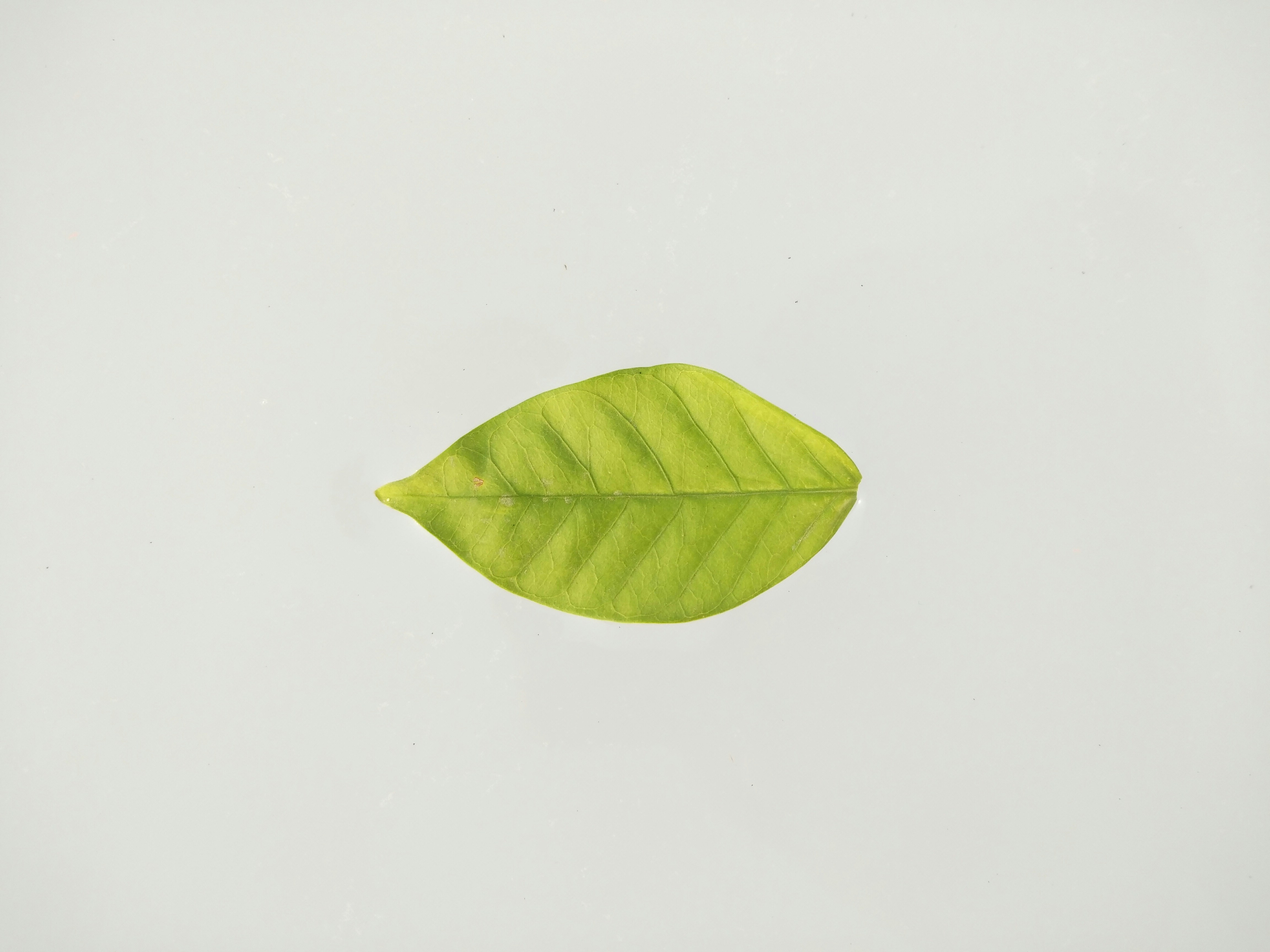 Cover Image for Mulch Social #2: A Green Gathering