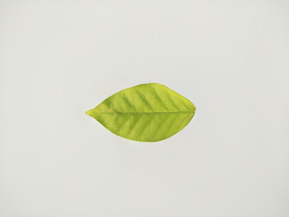 green leaf on white surface