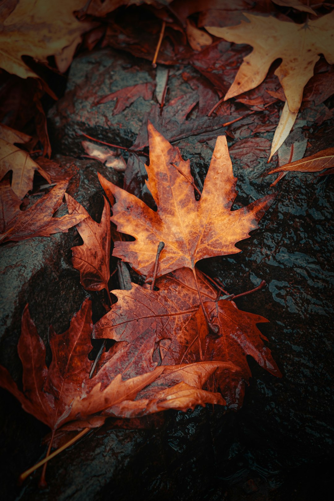 brown maple leaf on black surface