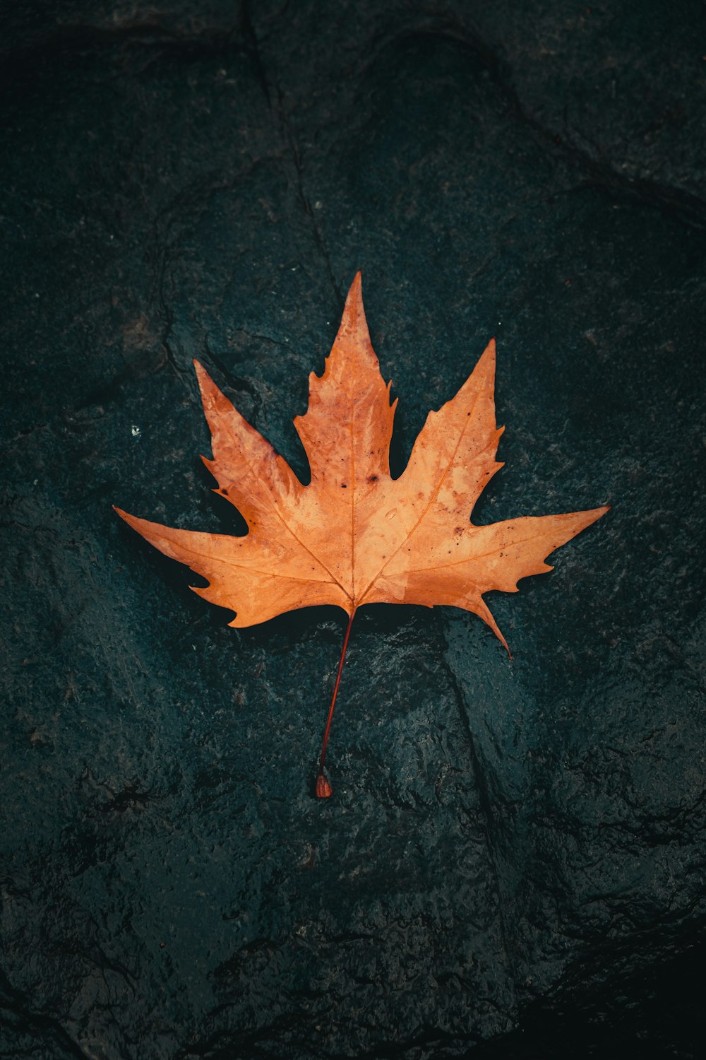 red maple leaf on black textile