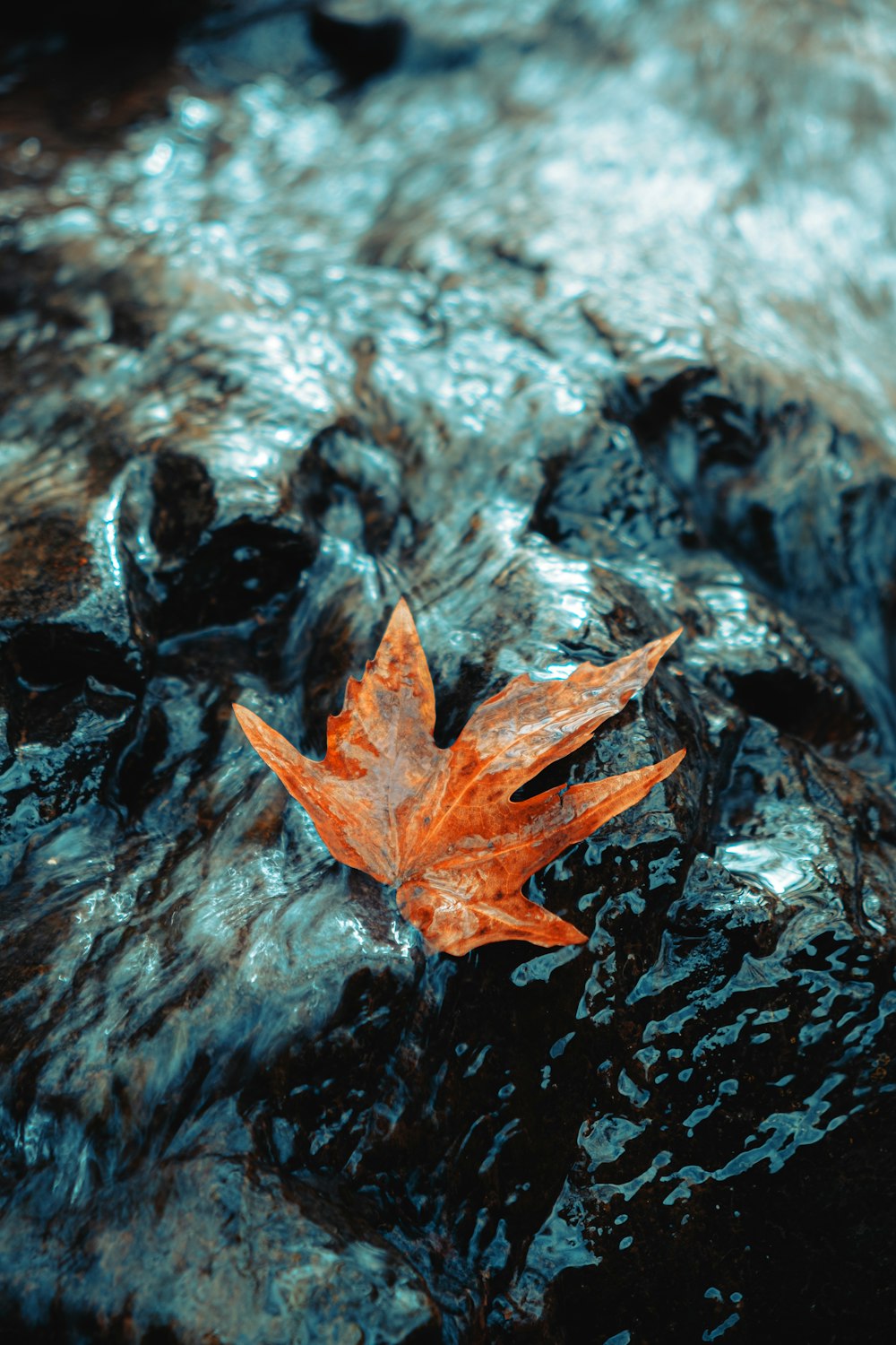 brown maple leaf on water