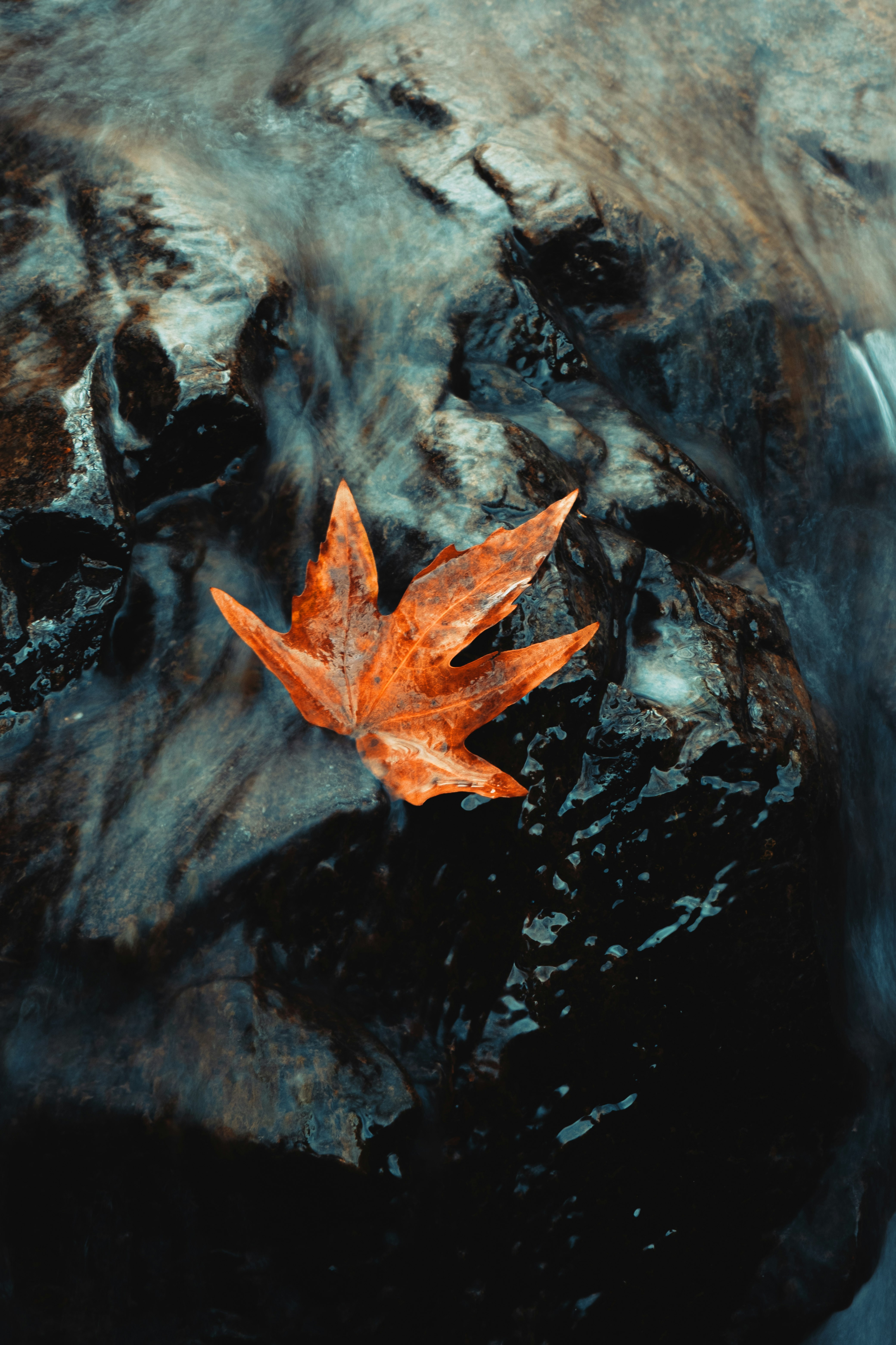 brown maple leaf on water