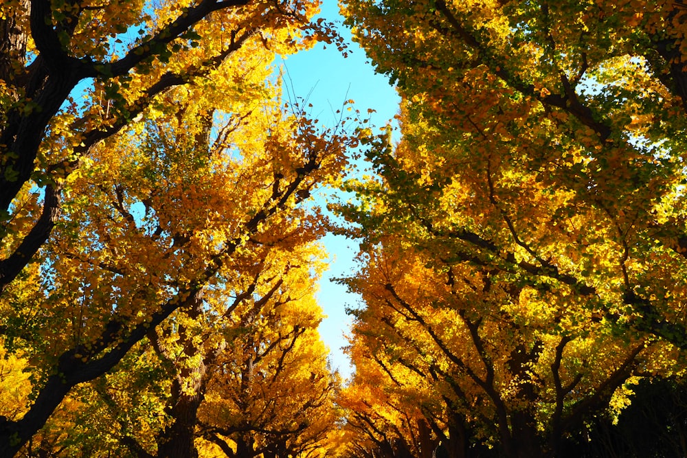 brown and green trees under blue sky during daytime