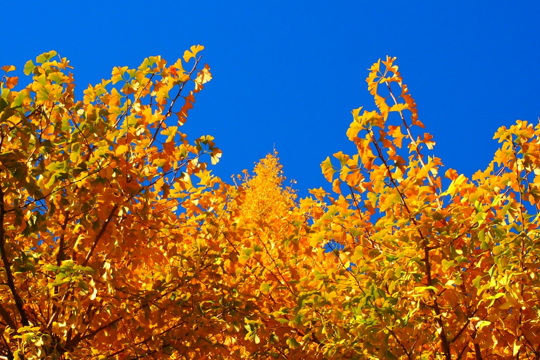 brown leaves tree under blue sky during daytime