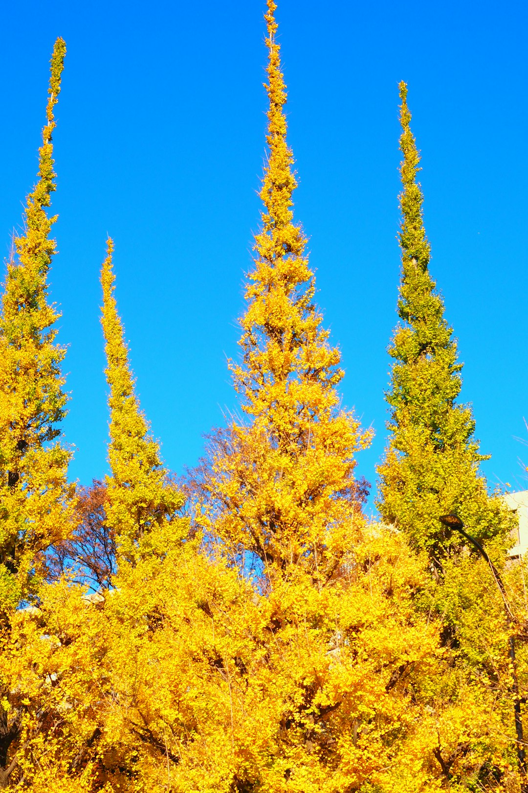 yellow leaf tree under blue sky during daytime