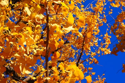 Ginkgo is used to treat alzheimer's disease, diabetes and allergies