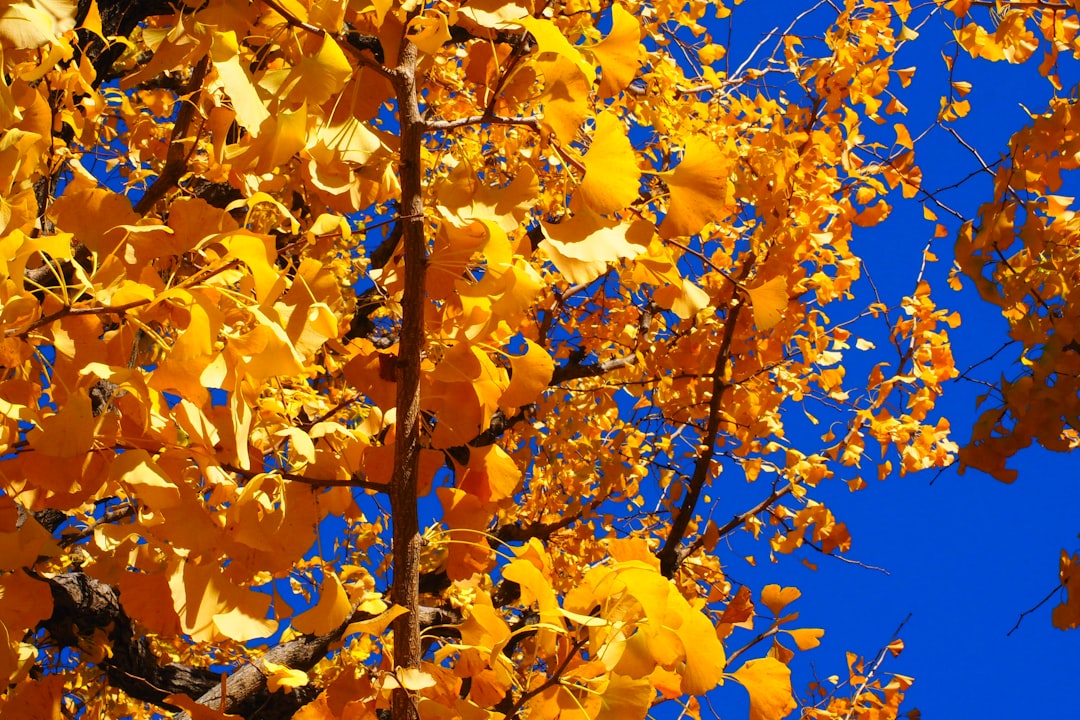 yellow leaves on brown tree during daytime
