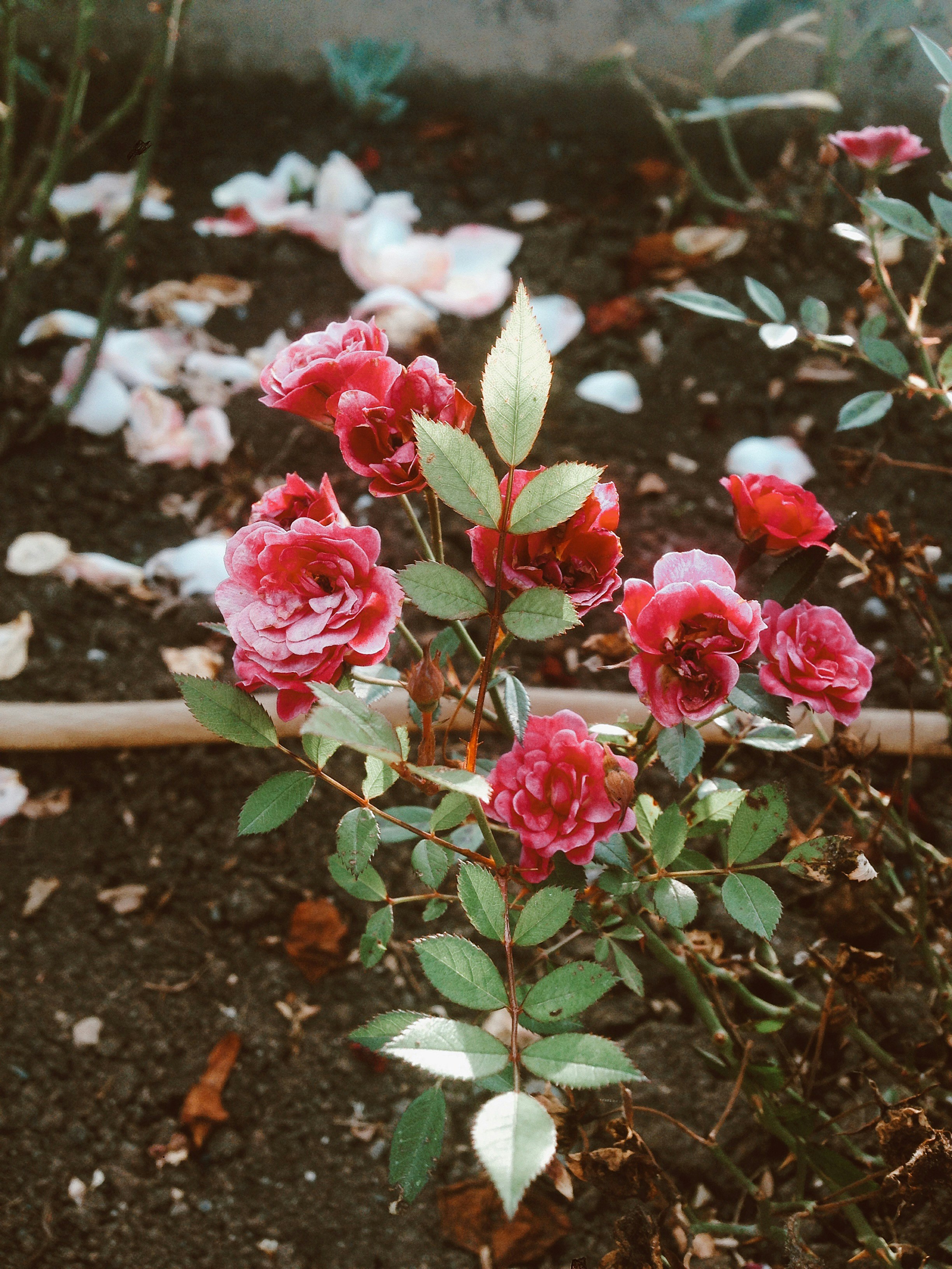 Rose Boost Fertilizer