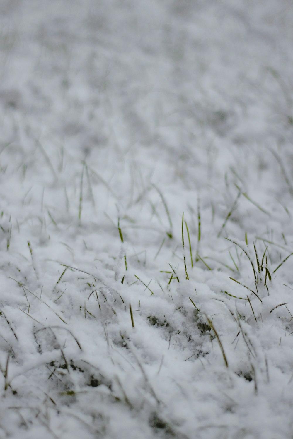 neige blanche sur un champ d’herbe verte
