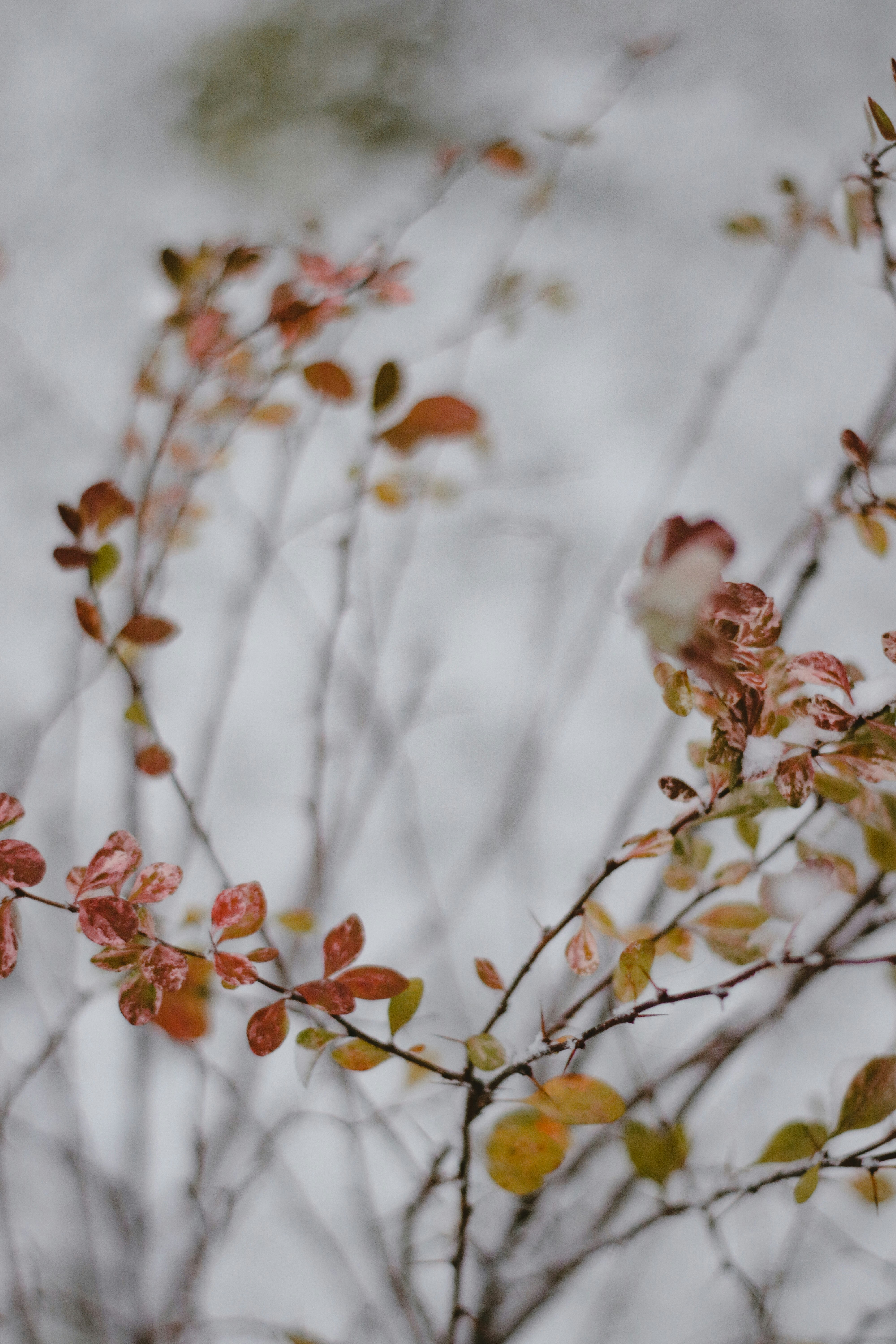 brown and white flower in tilt shift lens