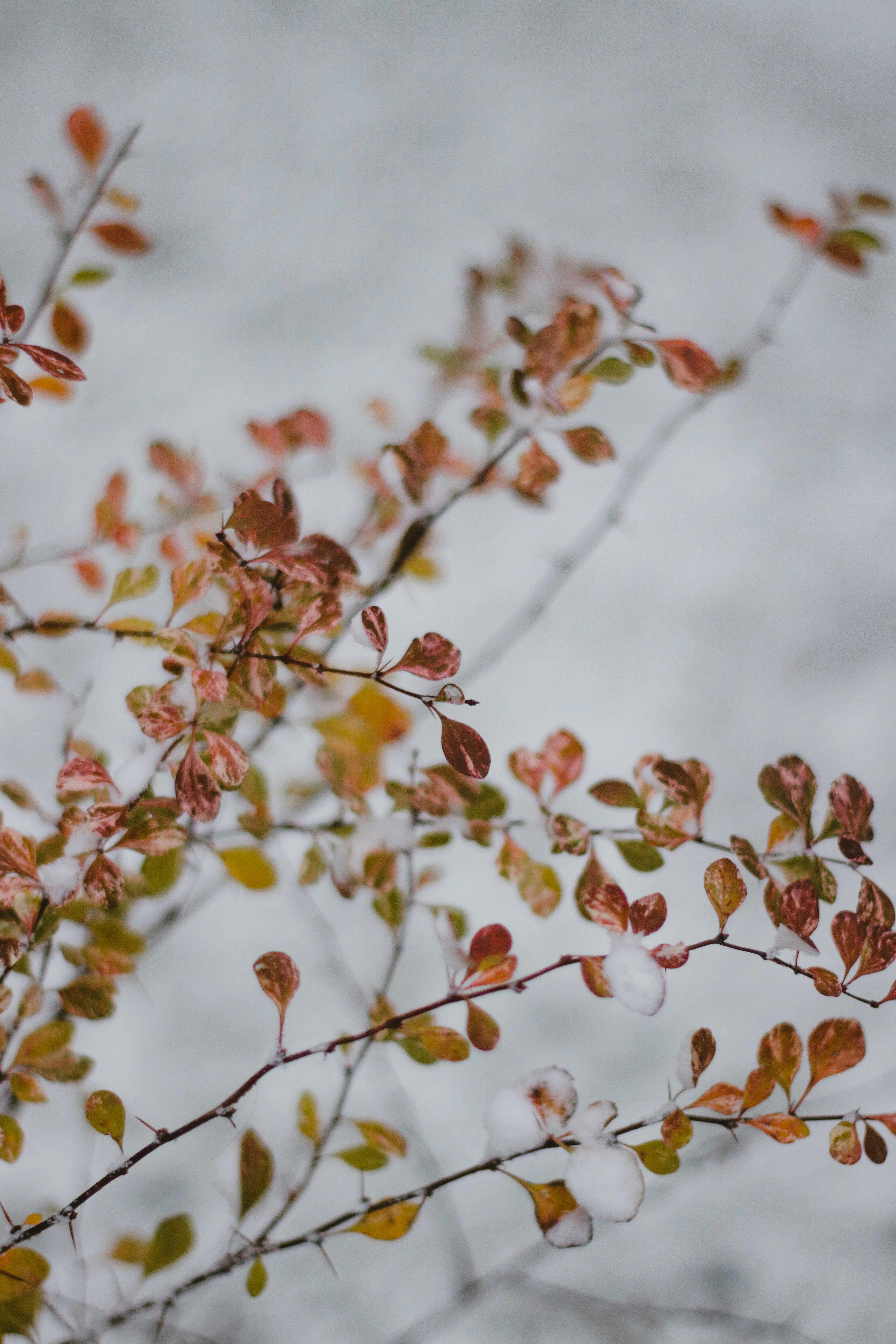 brown and white leaves on tree branch