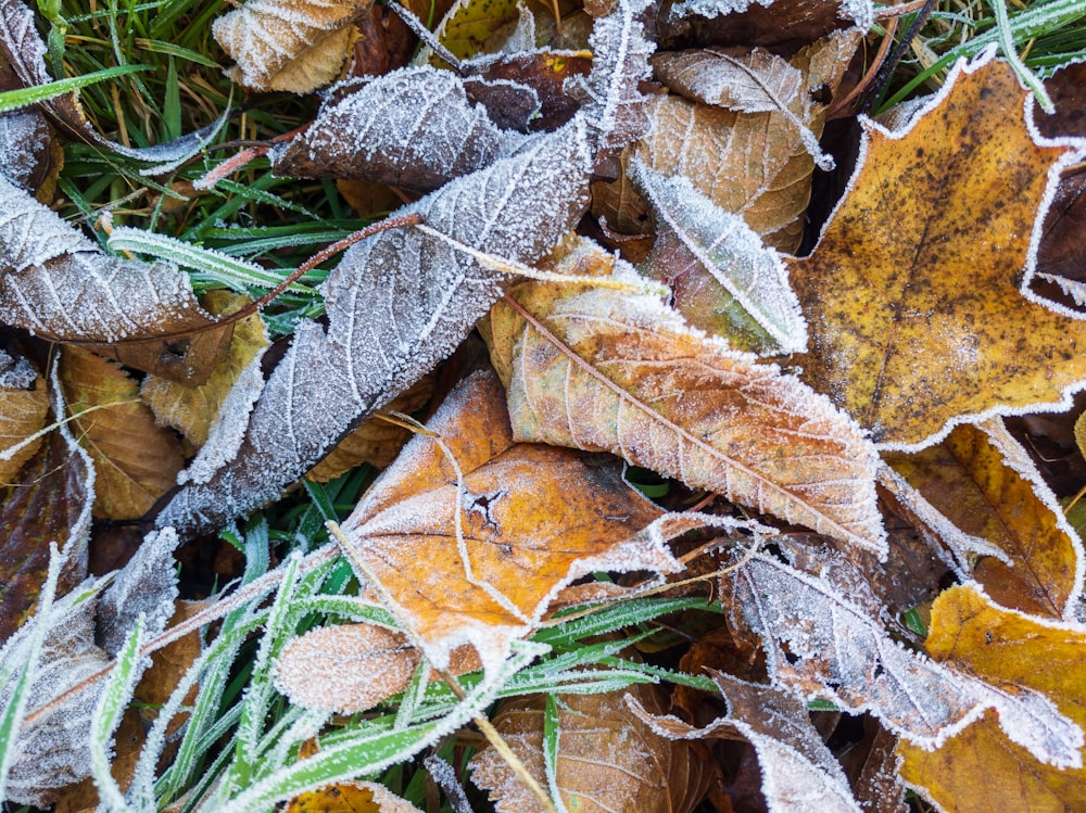 braune getrocknete Blätter auf grünem Gras