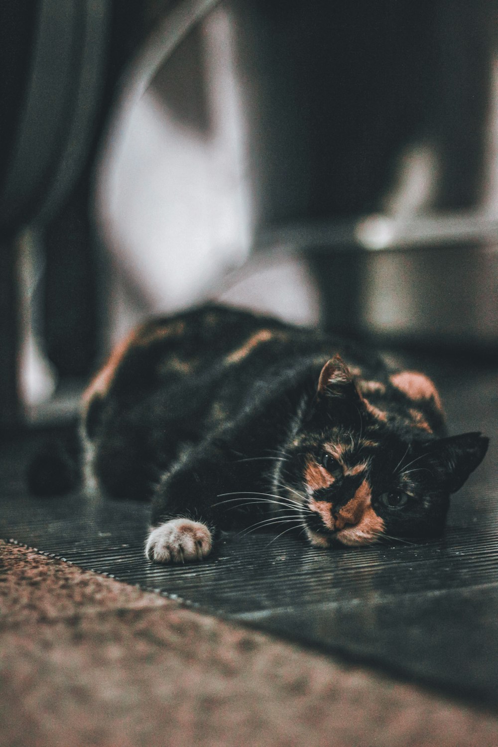 black and brown cat lying on brown floor