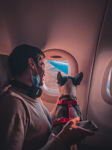 A happy dog being gently carried into a pet-friendly airplane cabin by a caring flight nanny.