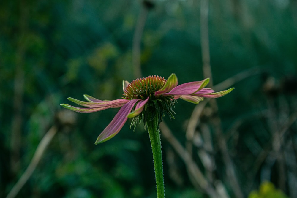 purple flower in tilt shift lens