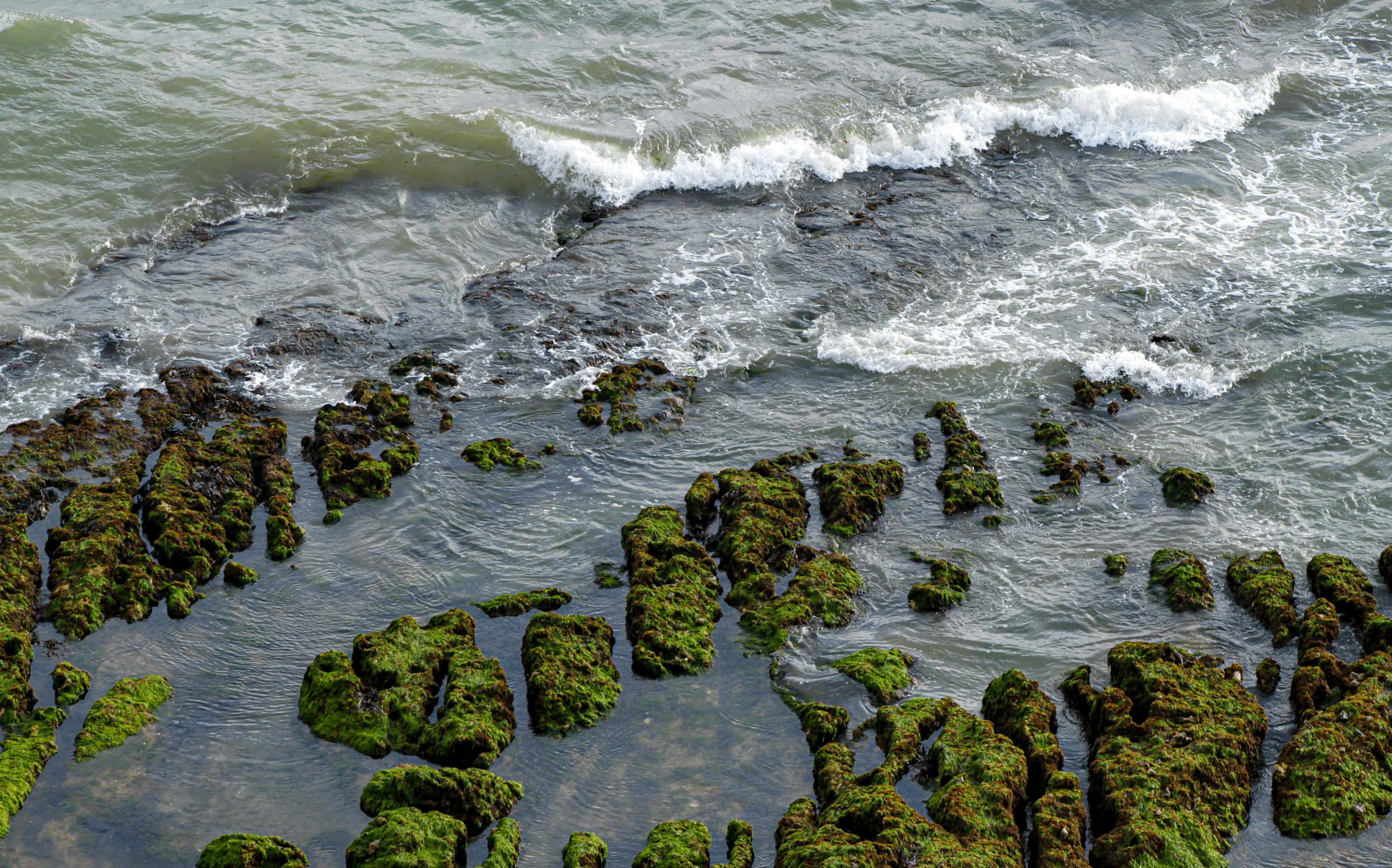green moss on rocks by the sea