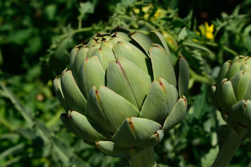 green and purple flower bud