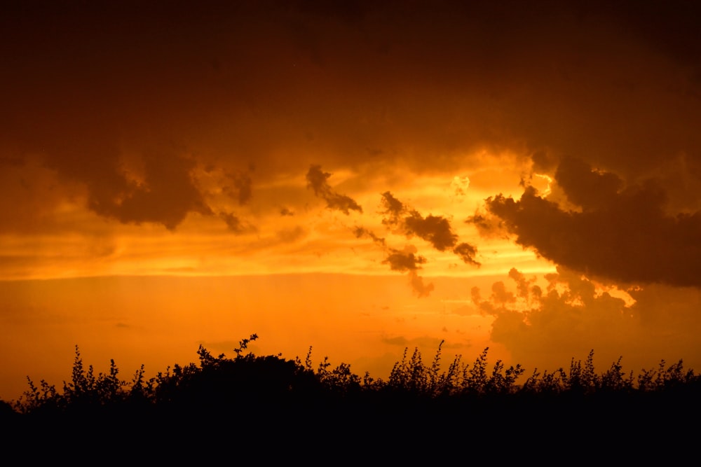 silhouette of trees during sunset